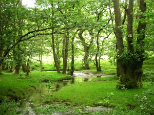 A lush and green woodland with a small stream running though it