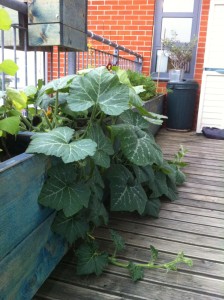 Balcony troughs last summer