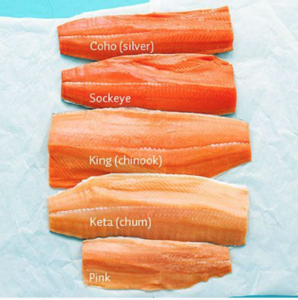 The varied colours of wild salmon.