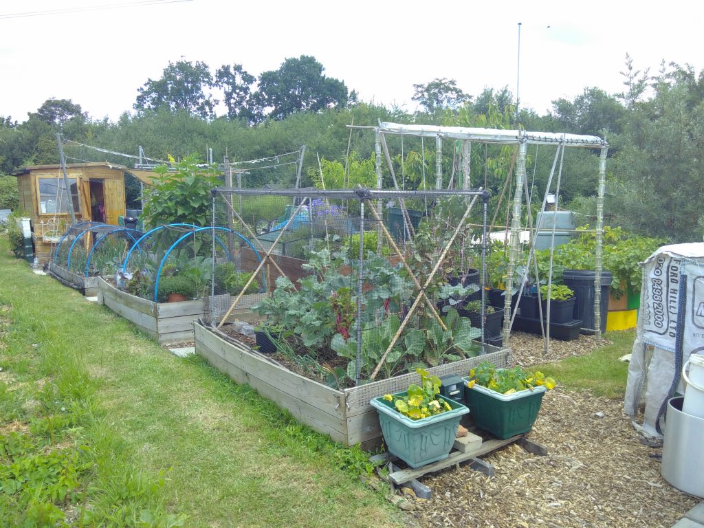 Allotment with raised beds and vegetables growing