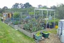 Allotment with raised beds and vegetables growing