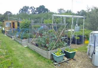 Allotment with raised beds and vegetables growing