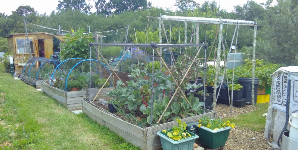 Allotment with raised beds and vegetables growing