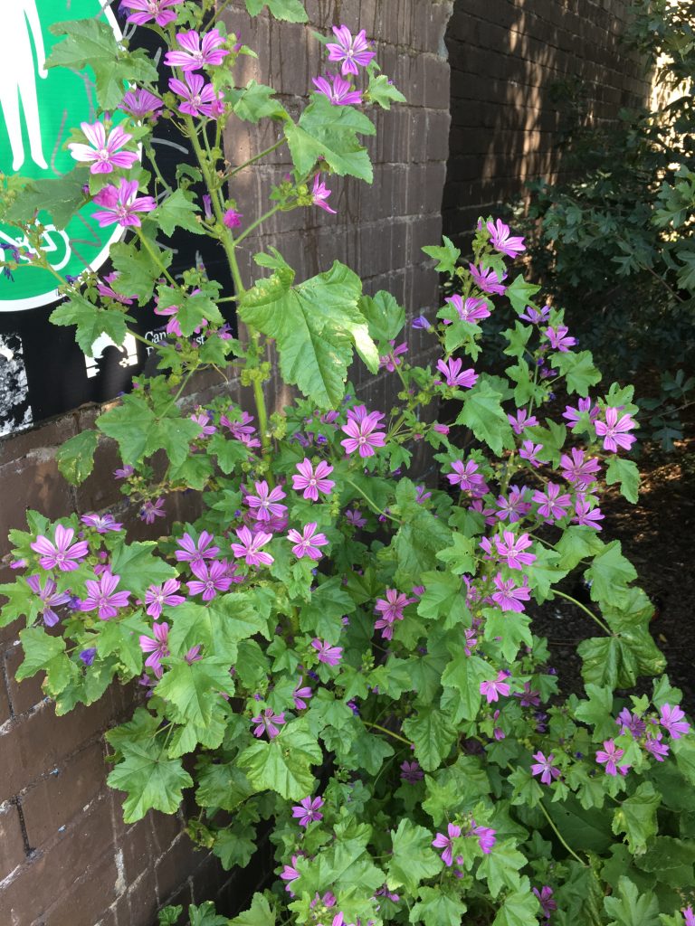 Mallow plant with small pink flowers