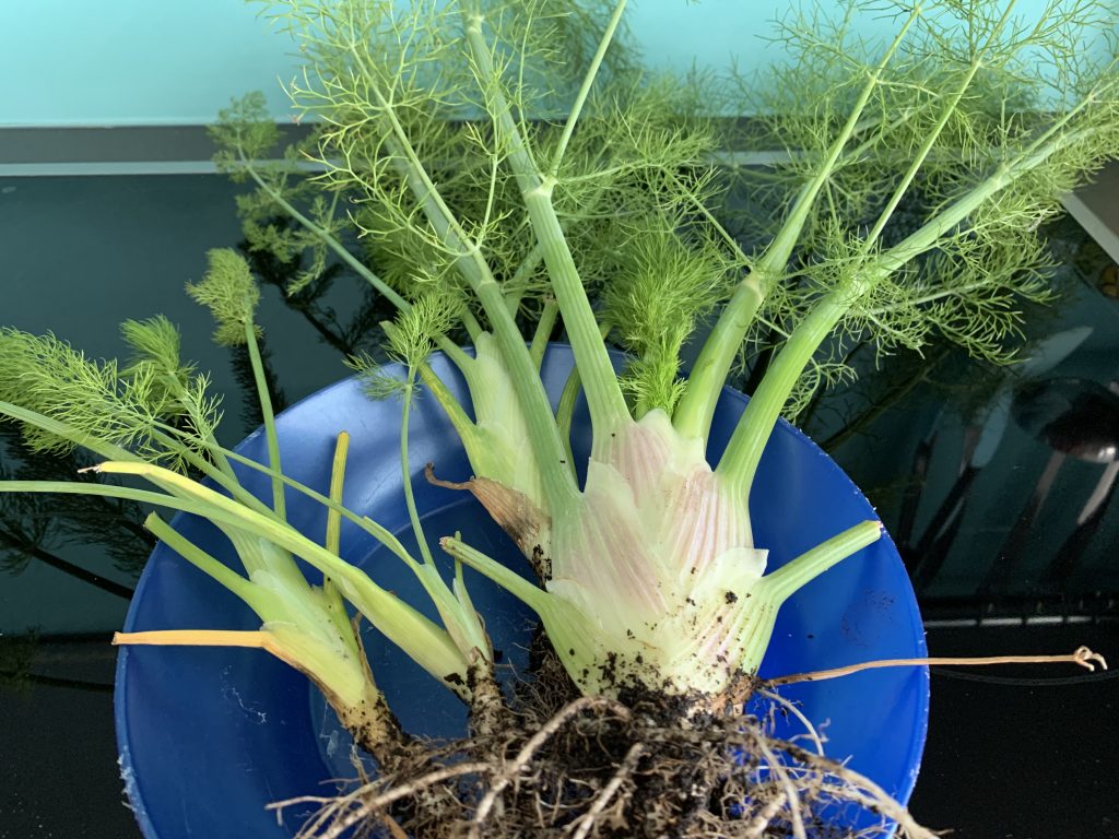 Freshly harvested fennel in a blue bowl