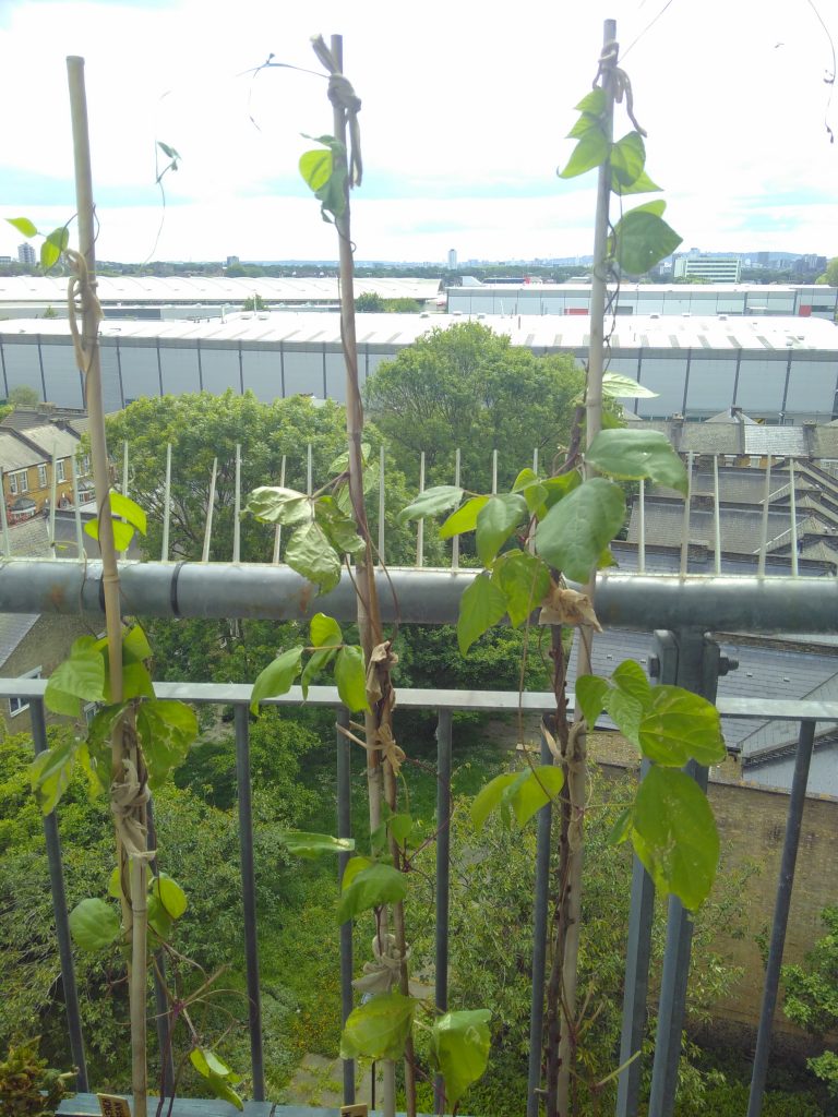 Runner beans newly planted out in a trough with bamboo poles.