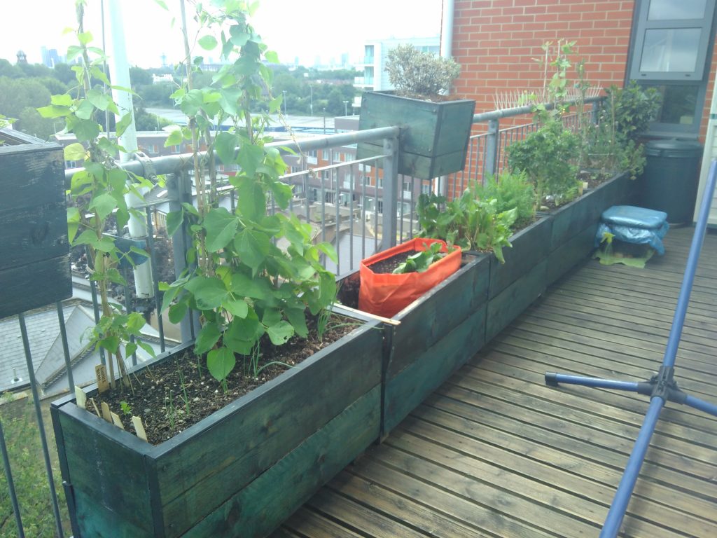 Balcony update blog - showing my balcony growing space in May 2020. 6 blue wooden troughs with plants in.