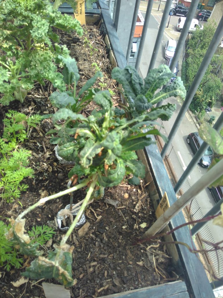 Black kale with some shrivelled leaves.
