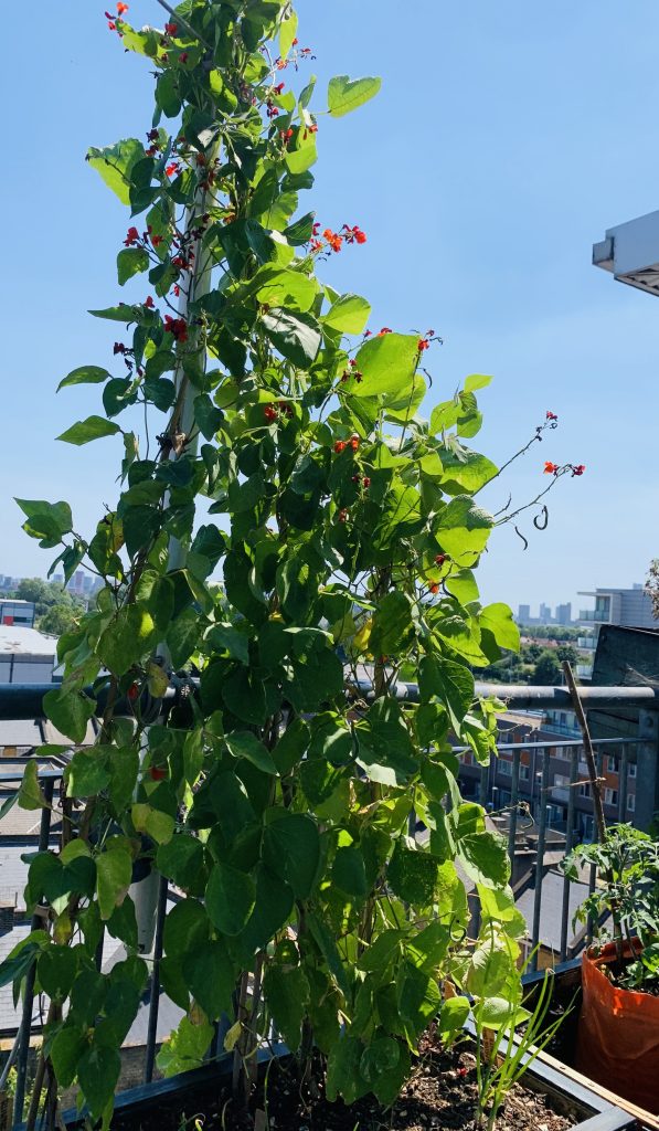 Runner beans growing up poles. Blue sky behind them.