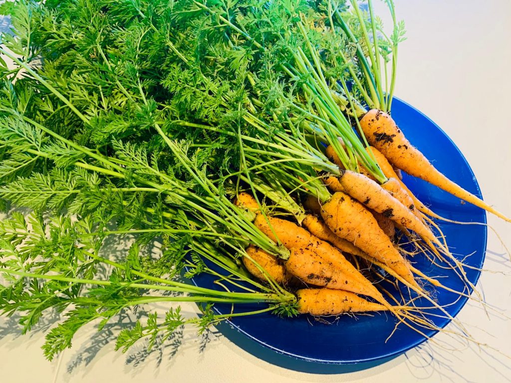 Just harvested carrots with tops on and a bit of dirt. Sat in a blue plastic bowl.