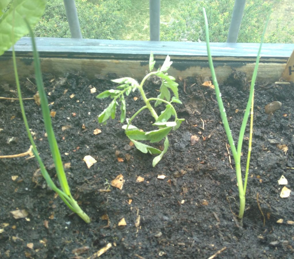 Baby leeks and a tomato being planted out