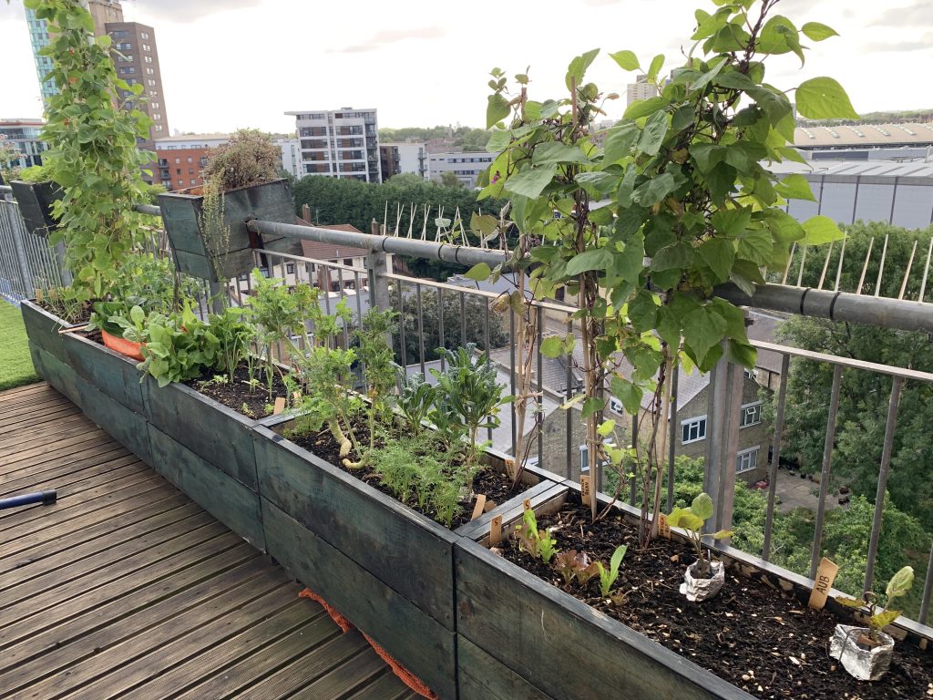 A wooden balcony with metal railings. 5 wooden blue troughs can be seen with various vegetables growing.