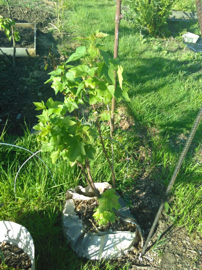 A small blackcurrant bush with grass around it. A present.