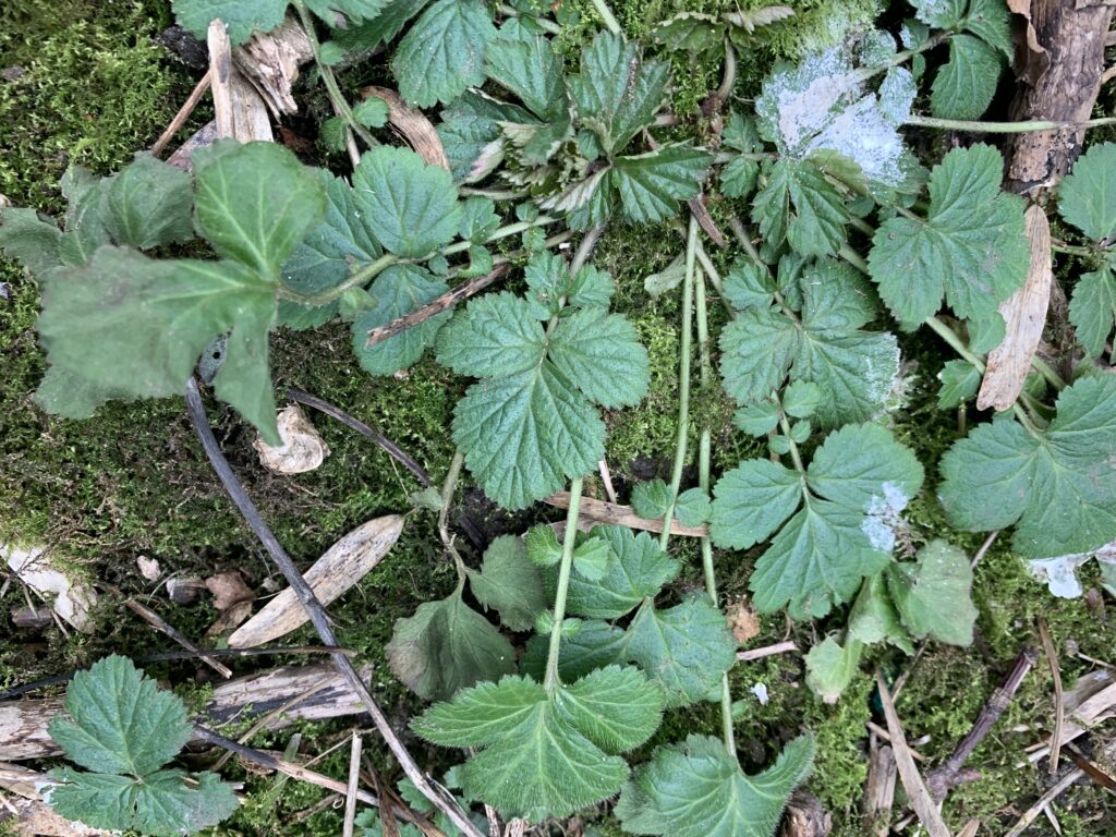 Close up of wood avens on a mossy forest floor