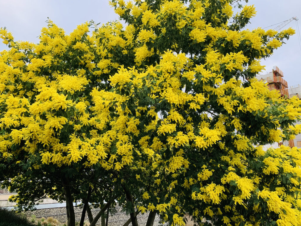 Tree laden with bright yellow blossom