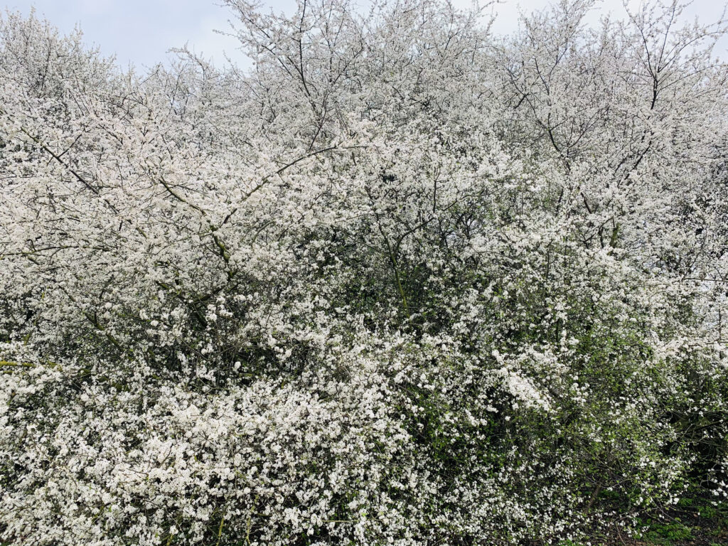 Trees laden with white blossom