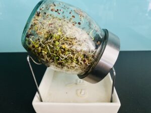 Sprouts inside sprouter jar on stand