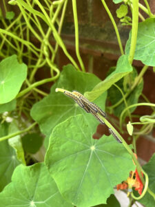 Caterpillars eating nasturtium leaves