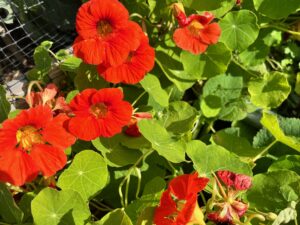 Close up of nasturtium flowers and leaves growing