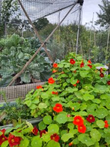 Big drift of Nasturtiums growing against an allotment raised bed cage