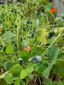 Nasturtiums that have been damaged by frost